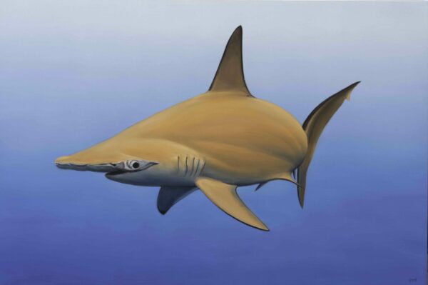 Requin marteau