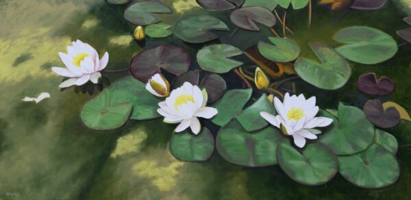 Nénuphar blanc